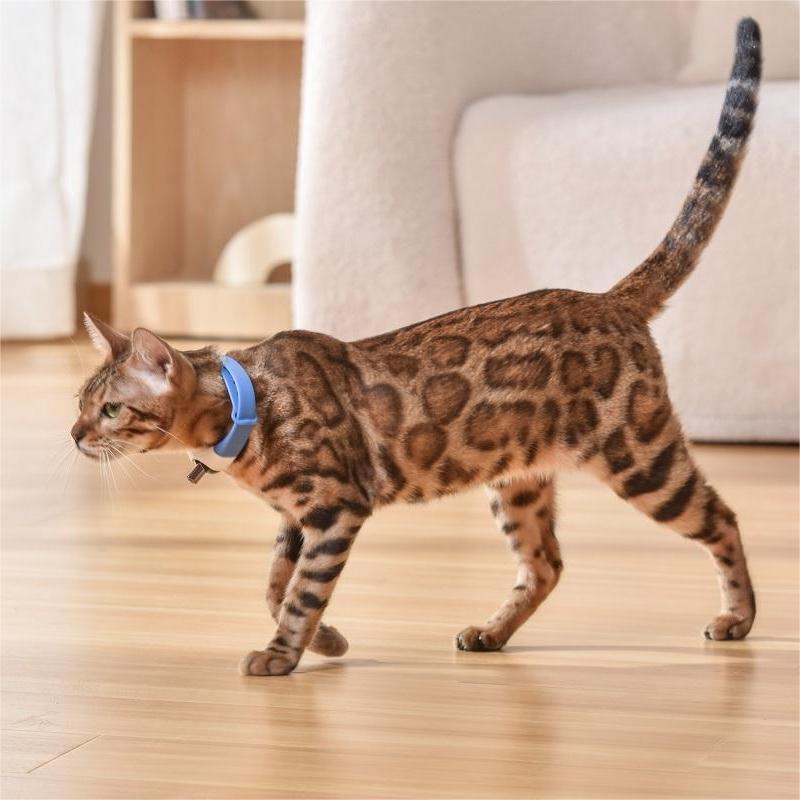 Pet Cat Toy Laser Collar Trento store